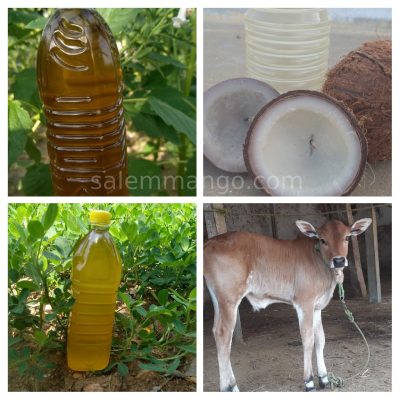 Oil & Ghee